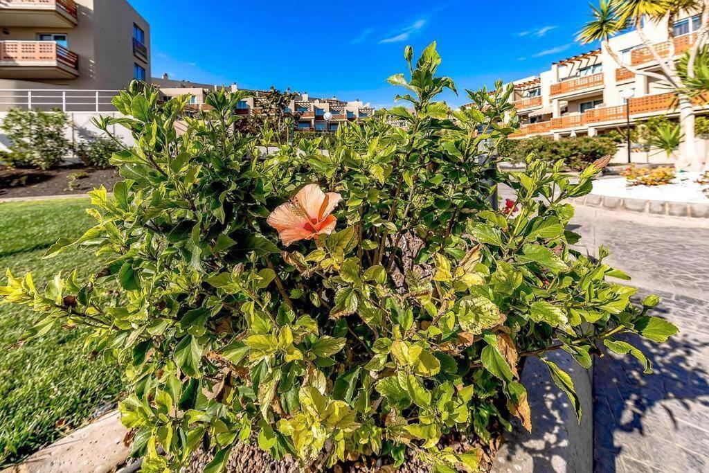 Grande Apartamento, Sotavento 3, La Tejita, El Medano Granadilla de Abona Kültér fotó